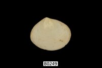 藏品(櫻蛤)的圖片